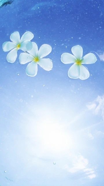 Blue Sky Background With White Flowers