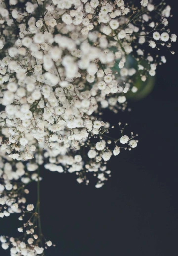 Cotten Flowers