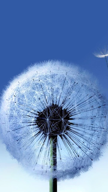 Dandelion Against Blue Sky
