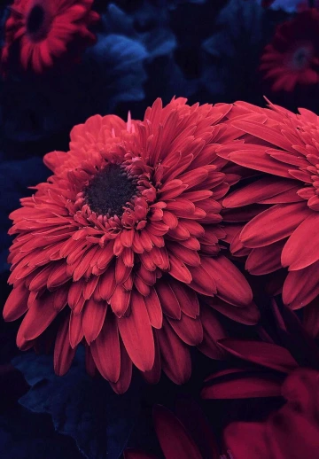 Dark Red Flowers