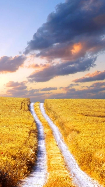 Dirt Path Through Golden Wheat Field at Sunset