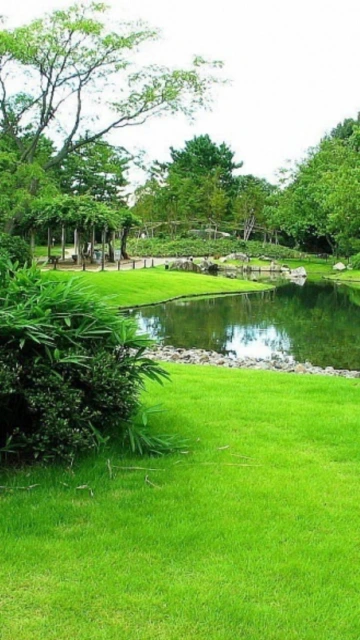 Green Garden Pond With Grass