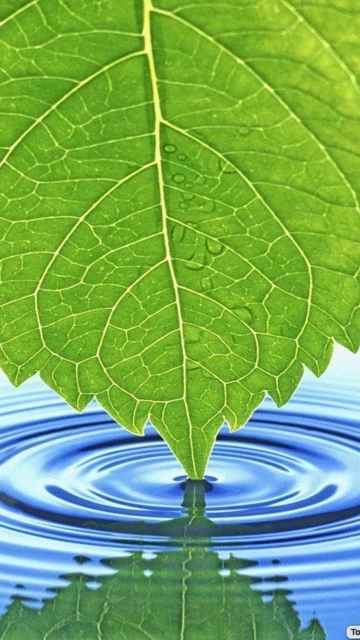 Green Leaf Touching Water Ripples