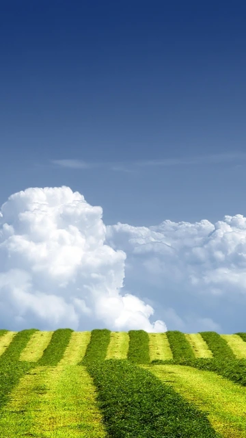 Green Striped Field and Blue Sky