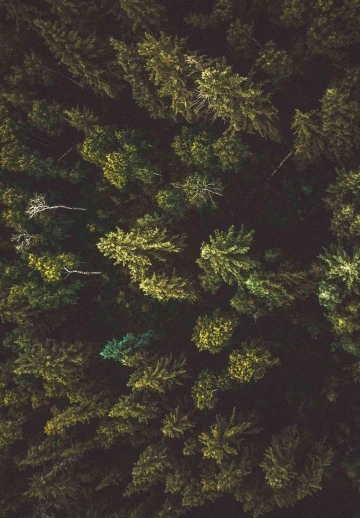 Greenery Of Trees