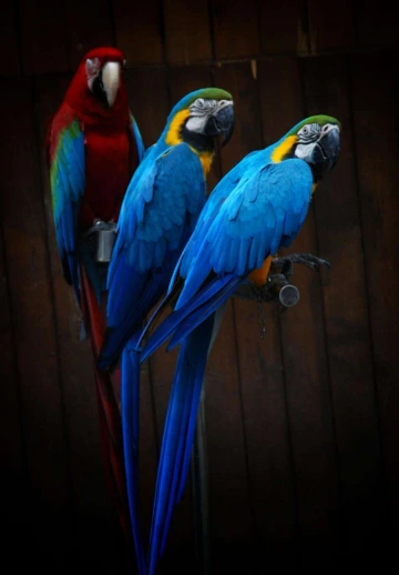 Macaw Birds