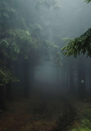 Morning View Of Fog