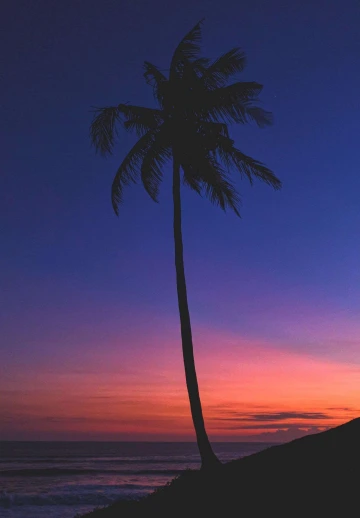 Night View Of Palm Trees