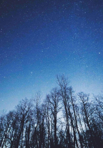 Night View Of Starry Sky & Trees