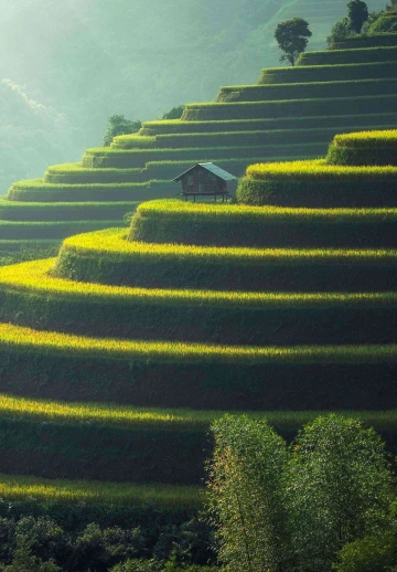 Plantation Rice Agriculture