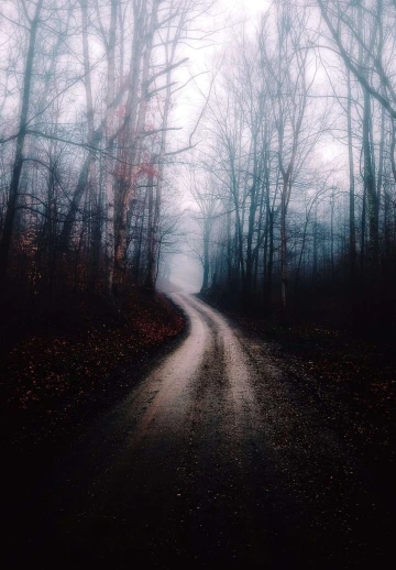 Way Between Trees