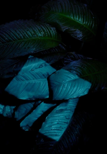 Wet Leaves