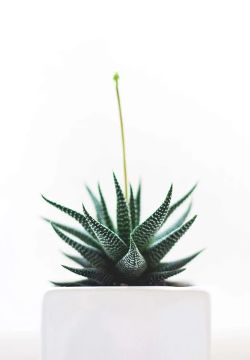 White Green Plant