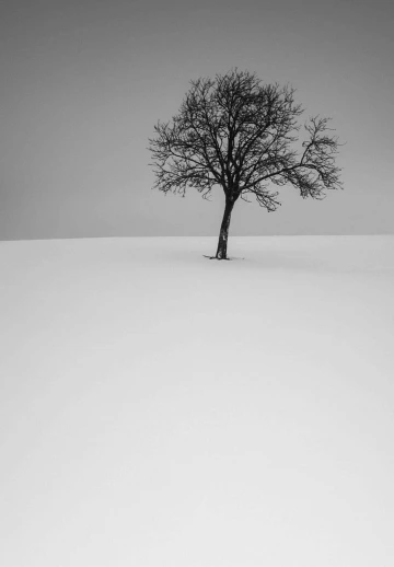 Winter Tree