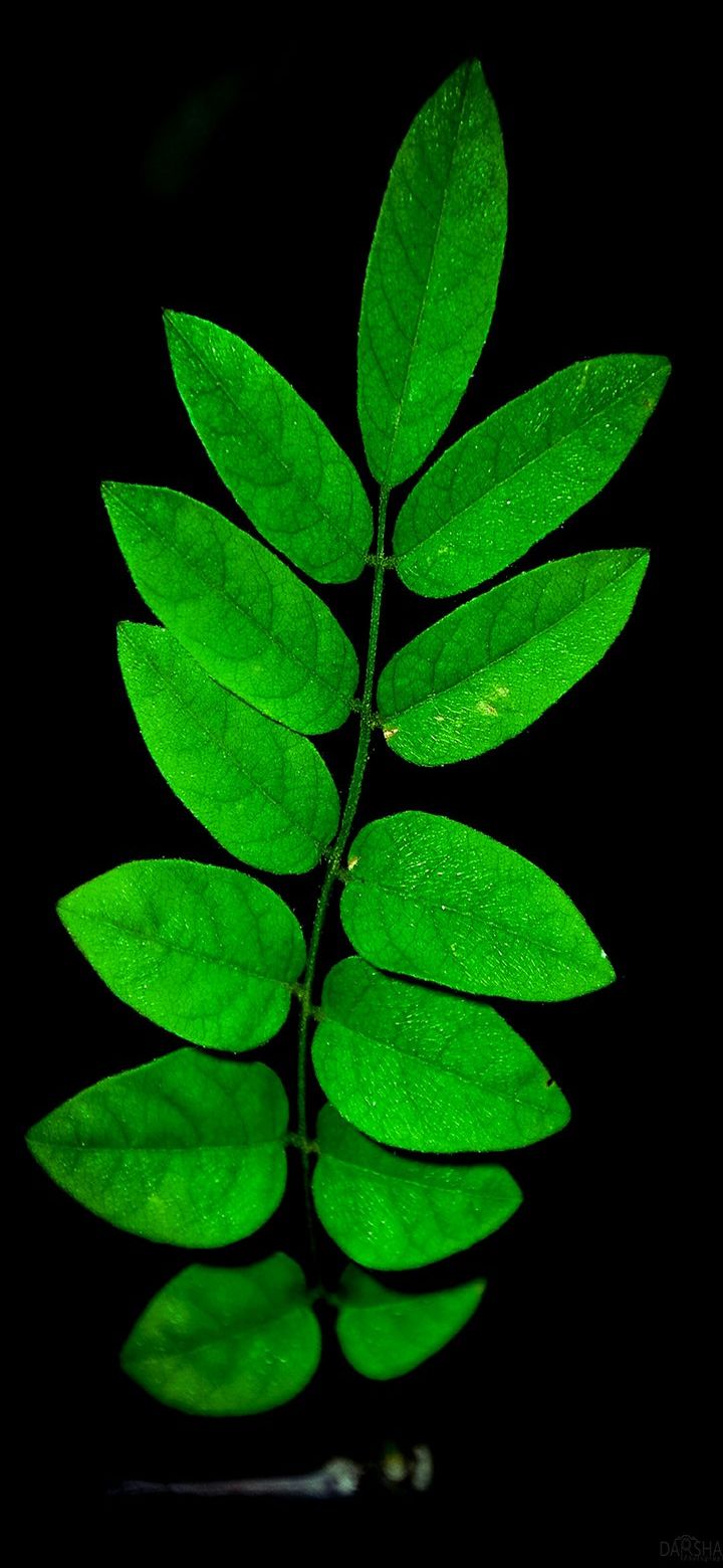 Green leaf iphone background wallpaper  Free Photo  rawpixel