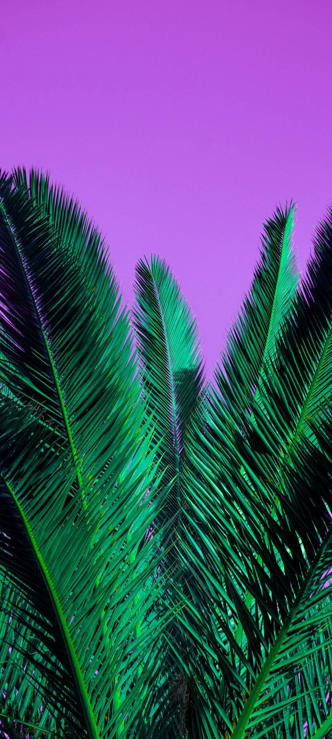 palm-tree-leaves-wallpaper