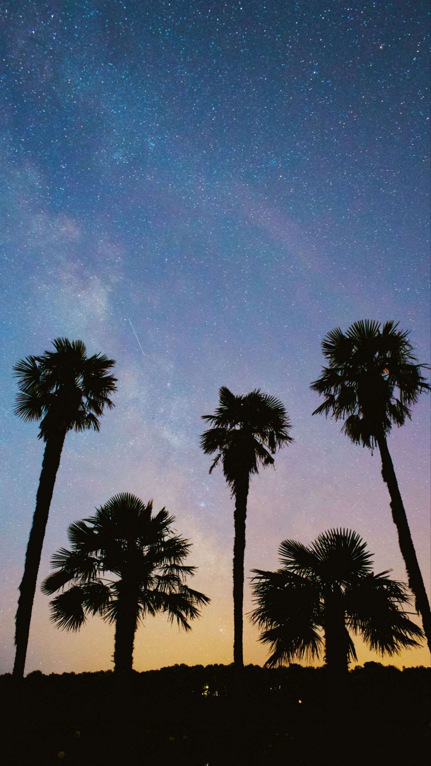 Palms Trees Starry Sky 4K Phone Wallpaper