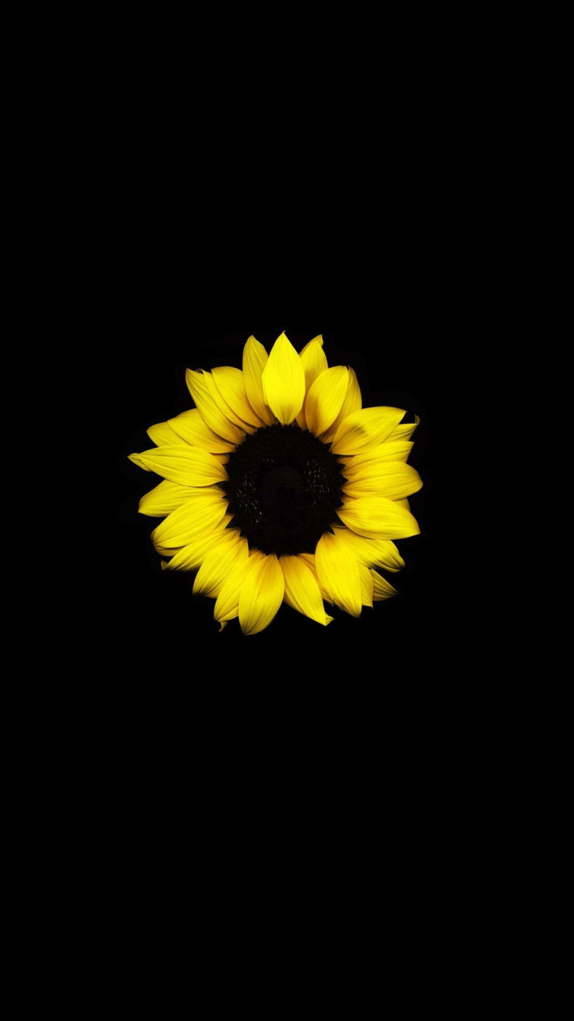 sun-flower-4k-phone-wallpaper