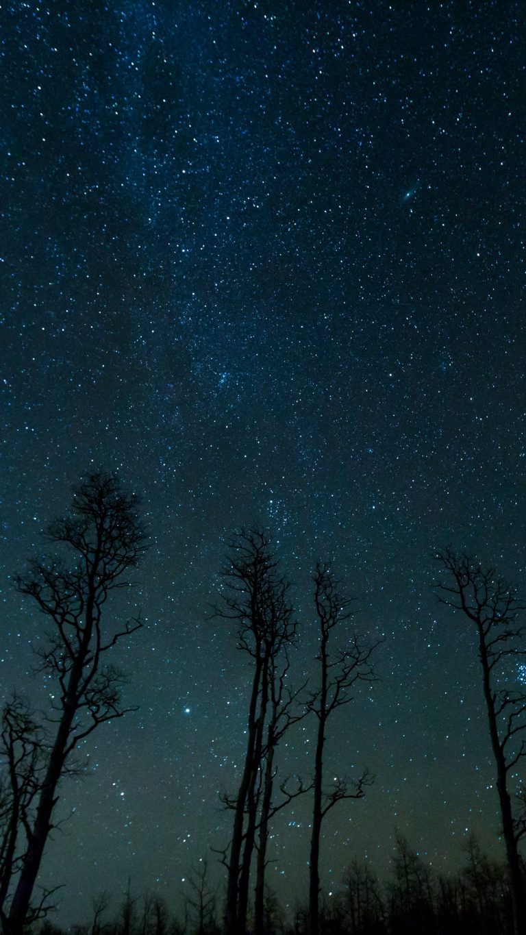 Starry Sky Trees Stars Night Wallpaper - [1080x1920]